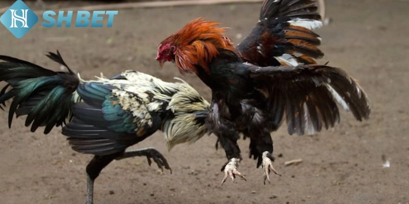 Đá gà SHBET có nhiều điểm nổi bật 